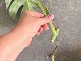 Monstera Borsigiana Albo Variegata