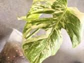 Monstera Borsigiana Albo Variegata - nuotraukos Nr. 3