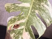 Monstera Borsigiana Albo Variegata - nuotraukos Nr. 4