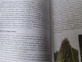 Spygliuočiai želdynuose - nuotraukos Nr. 3