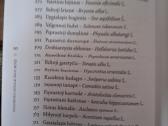 Nuodingieji augalai šalia mūsų - nuotraukos Nr. 3