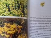 Nuodingieji augalai šalia mūsų - nuotraukos Nr. 5