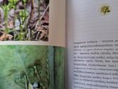 Nuodingieji augalai šalia mūsų - nuotraukos Nr. 6