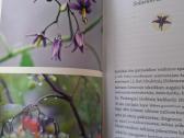 Nuodingieji augalai šalia mūsų - nuotraukos Nr. 7