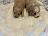 Rezervuojami maltipoo šuniukai - nuotraukos Nr. 2