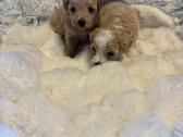 Rezervuojami maltipoo šuniukai