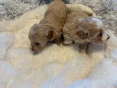 Rezervuojami maltipoo šuniukai - nuotraukos Nr. 3