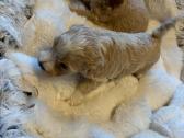 Rezervuojami maltipoo šuniukai - nuotraukos Nr. 4