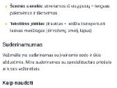 Parduodu karuti - nuotraukos Nr. 5