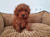 Cavapoo mergyte ir berniukas