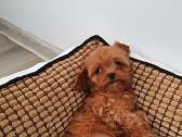 Cavapoo mergyte ir berniukas - nuotraukos Nr. 2