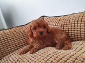 Cavapoo mergyte ir berniukas - nuotraukos Nr. 3