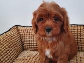 Cavapoo mergyte ir berniukas - nuotraukos Nr. 4