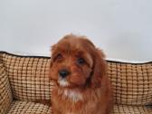 Cavapoo mergyte ir berniukas - nuotraukos Nr. 5