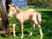 2026 sezono poni kumeliukai - nuotraukos Nr. 12