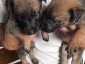 Belgų aviganių šuniukai - nuotraukos Nr. 3