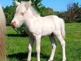 2026 sezono poni kumeliukai - nuotraukos Nr. 20