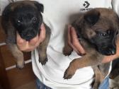 Belgų aviganių šuniukai - nuotraukos Nr. 6