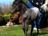 2026 sezono poni kumeliukai - nuotraukos Nr. 3