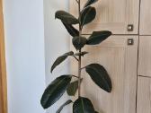 Stambialapis fikusas - nuotraukos Nr. 2