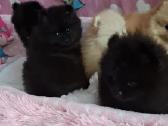 Špicai pomeranai - nuotraukos Nr. 3