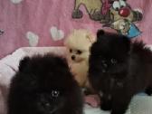 Špicai pomeranai - nuotraukos Nr. 6