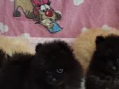 Špicai pomeranai - nuotraukos Nr. 7