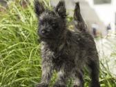 Kerno terjerai (Cairn Terrier)