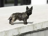Kerno terjerai (Cairn Terrier) - nuotraukos Nr. 2