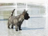 Kerno terjerai (Cairn Terrier) - nuotraukos Nr. 3