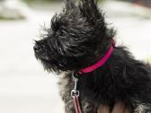 Kerno terjerai (Cairn Terrier) - nuotraukos Nr. 4