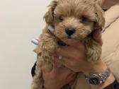 Maltipoo