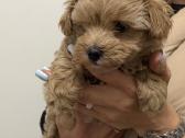 Maltipoo - nuotraukos Nr. 2