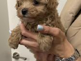 Maltipoo - nuotraukos Nr. 3