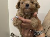 Maltipoo - nuotraukos Nr. 4