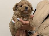 Maltipoo - nuotraukos Nr. 5