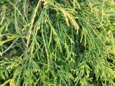 Puskiparisis žirniavaisis - nuotraukos Nr. 4