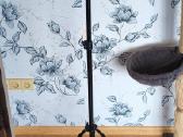 Žiedinės lempos stovas (Ring light stand)