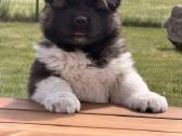 Amerikiečių Akita - nuotraukos Nr. 2