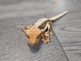 Crested gecko Lilly white