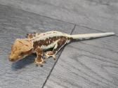Crested gecko Lilly white - nuotraukos Nr. 2