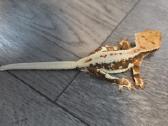 Crested gecko Lilly white - nuotraukos Nr. 3