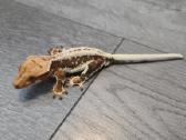 Crested gecko Lilly white - nuotraukos Nr. 4