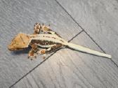 Crested gecko Lilly white - nuotraukos Nr. 5