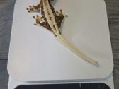 Crested gecko Lilly white - nuotraukos Nr. 6