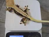 Crested gecko Lilly white - nuotraukos Nr. 7
