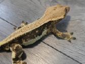Crested gecko Lilly white - nuotraukos Nr. 8