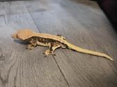 Crested gecko Lilly white - nuotraukos Nr. 9
