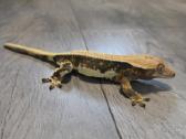 Crested gecko Lilly white - nuotraukos Nr. 10