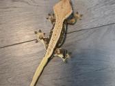 Crested gecko Lilly white - nuotraukos Nr. 11